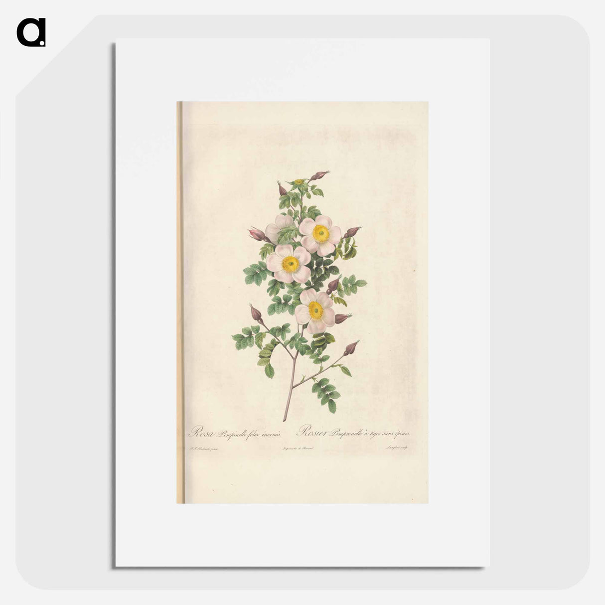 Rose illustration - Pierre Joseph Redouté Poster.