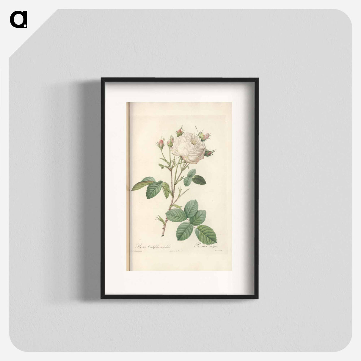 Rose illustration - Pierre Joseph Redouté Poster.