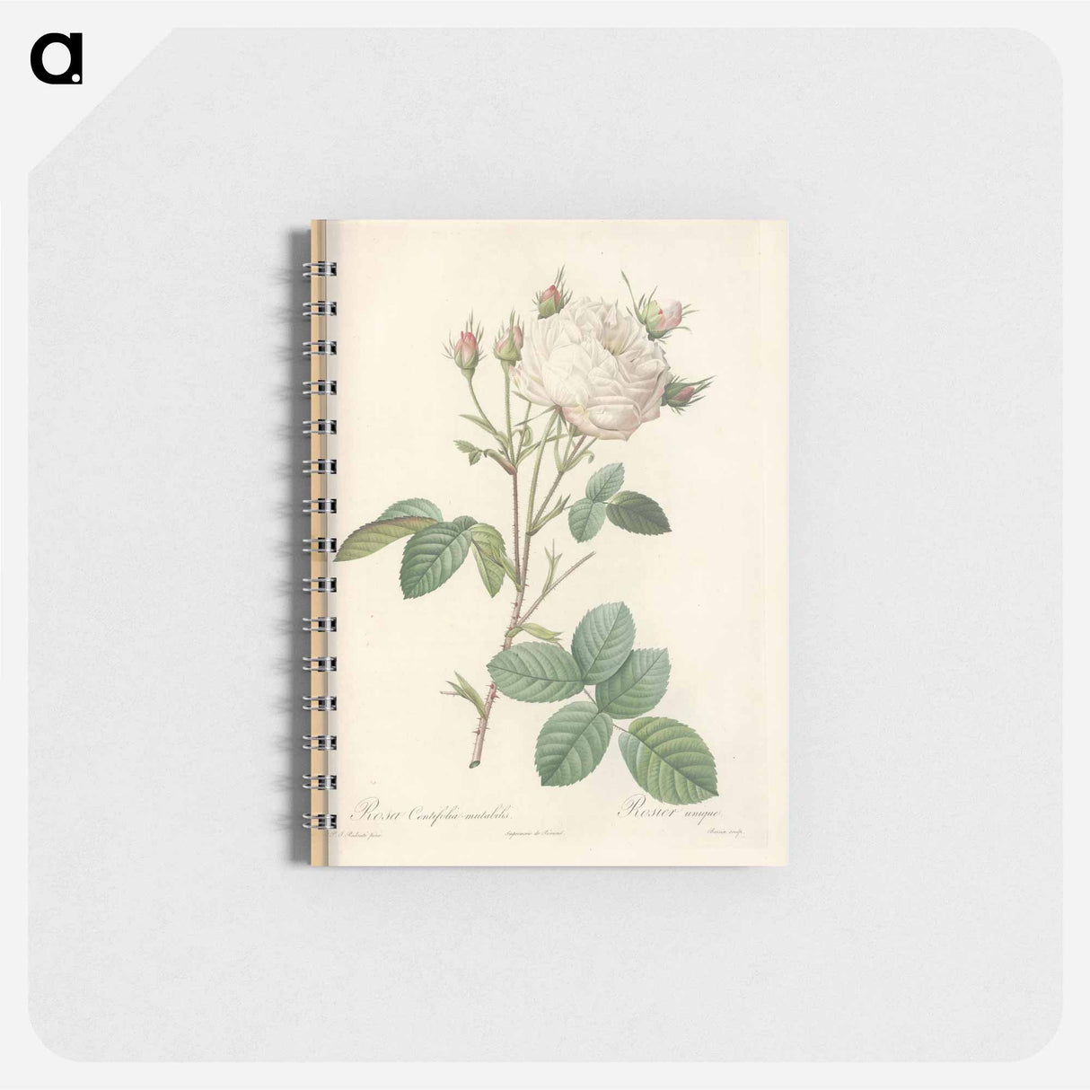 Rose illustration - ピエール ジョゼフ ルドゥーテ Memo.