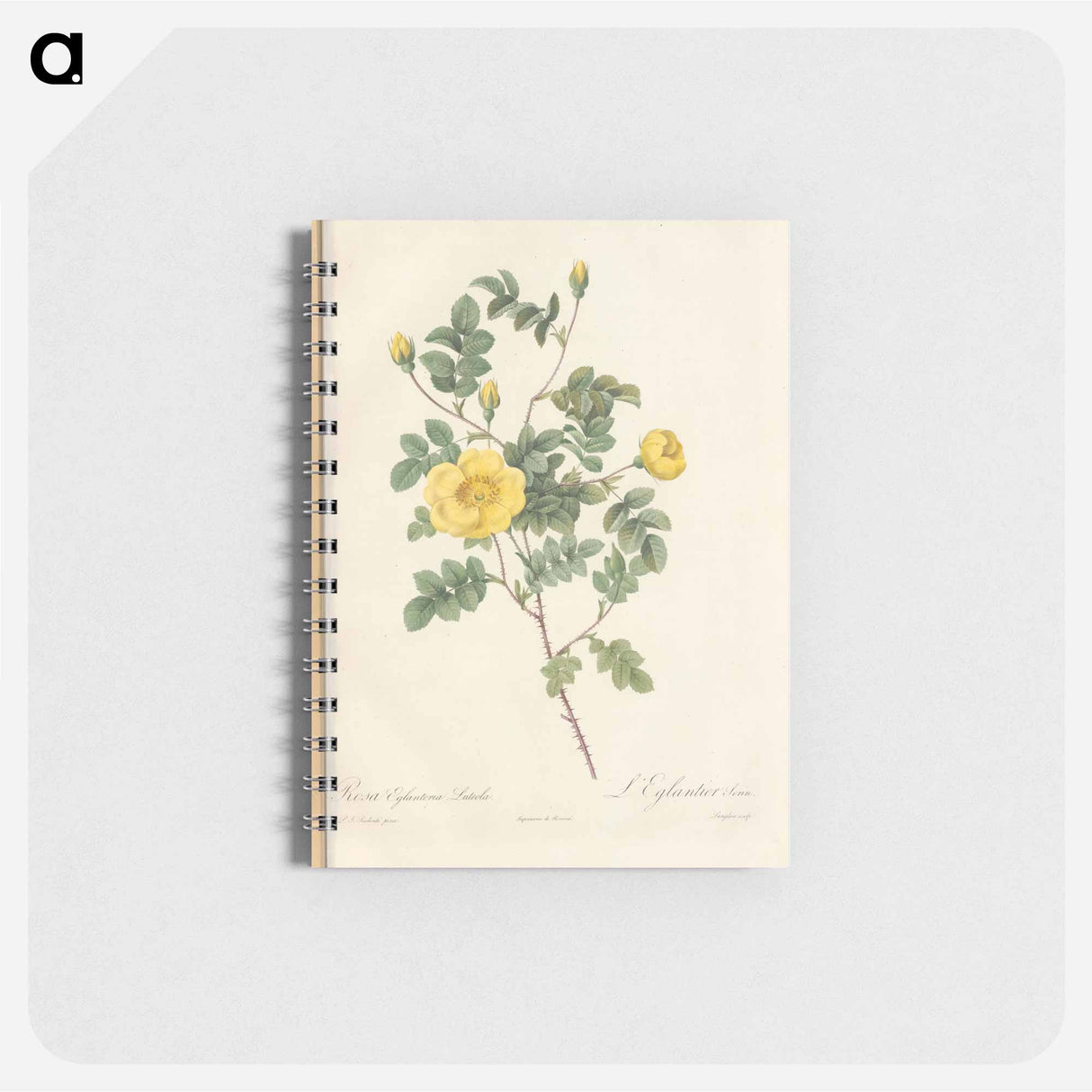 Rose illustration - ピエール ジョゼフ ルドゥーテ Memo.