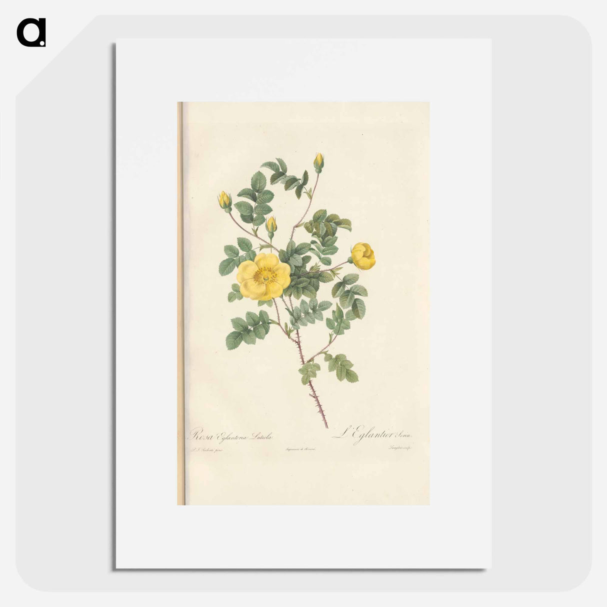 Rose illustration - Pierre Joseph Redouté Poster.