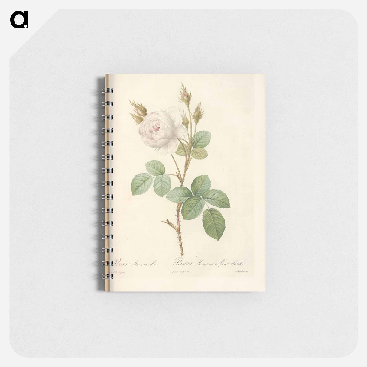 Rose illustration - ピエール ジョゼフ ルドゥーテ Memo.