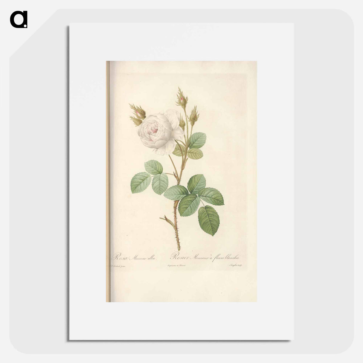 Rose illustration - Pierre Joseph Redouté Poster.