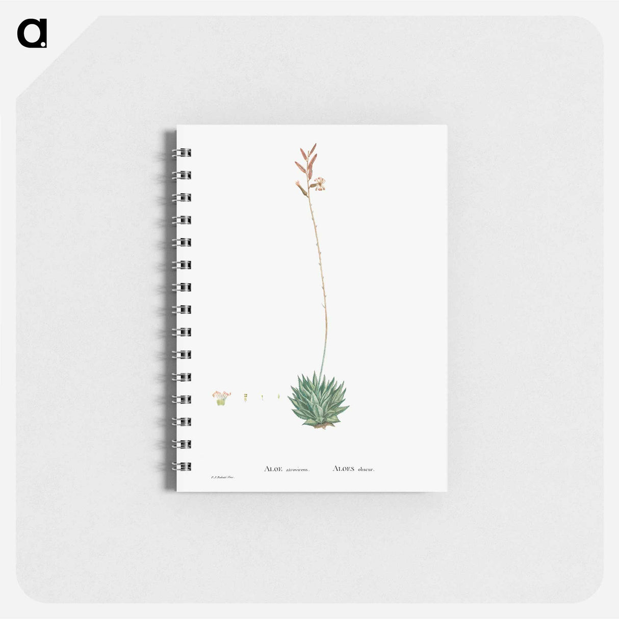 アートメモ帳-Aloe Atrovirens (Dwarf Aloe) - ピエール ジョゼフ ルドゥーテ Memo.