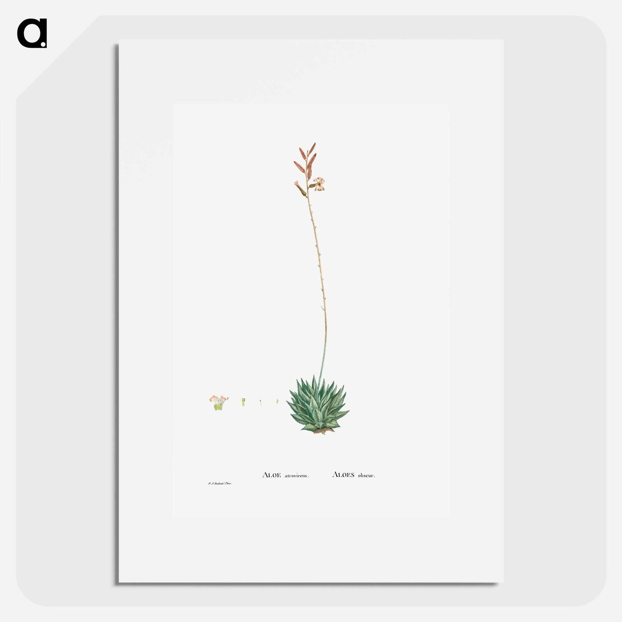 アートポスター-Aloe Atrovirens (Dwarf Aloe) - ピエール ジョゼフ ルドゥーテ Poster.
