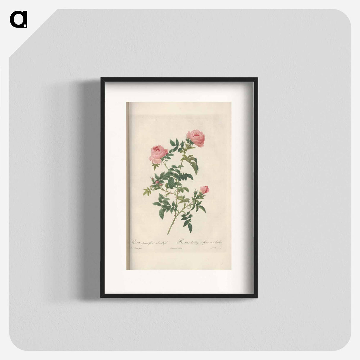 Rose illustration - Pierre Joseph Redouté Poster.