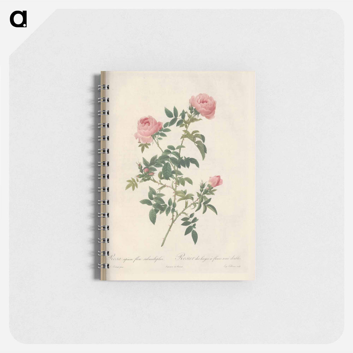 Rose illustration - ピエール ジョゼフ ルドゥーテ Memo.