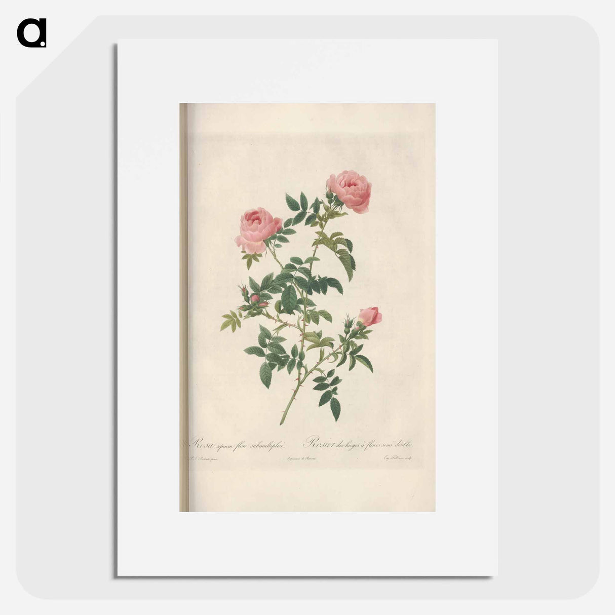 Rose illustration - Pierre Joseph Redouté Poster.