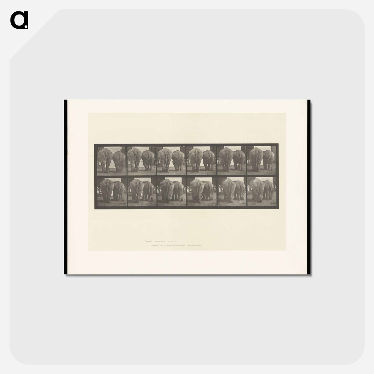 アートポストカード-Walking Elephants
- エドワード マイブリッジ Postcard.