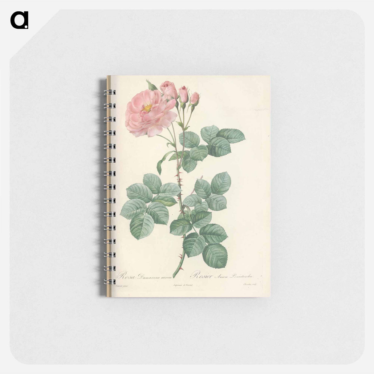 アートメモ帳-Rose illustration - ピエール ジョゼフ ルドゥーテ Memo.