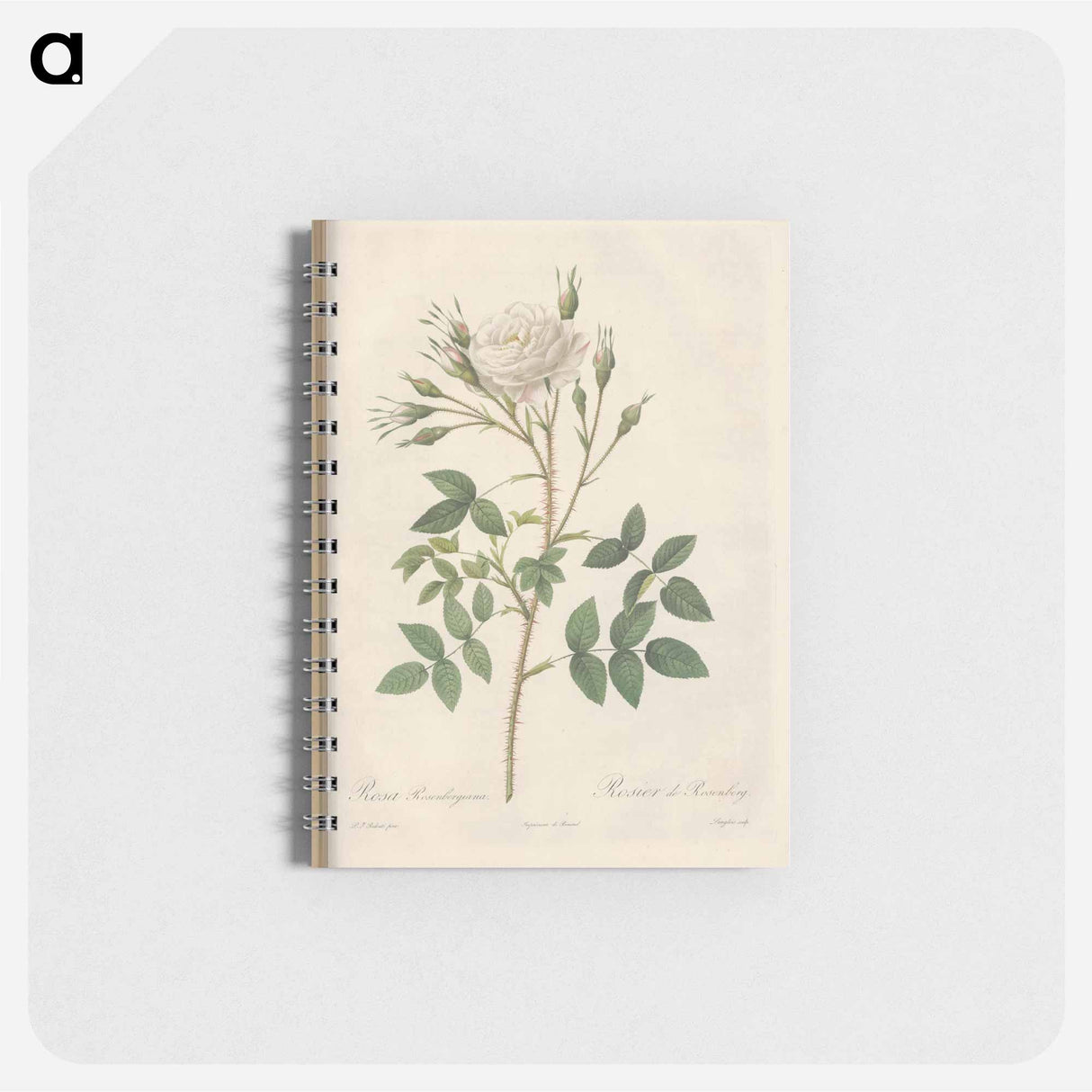 Rose illustration - ピエール ジョゼフ ルドゥーテ Memo.