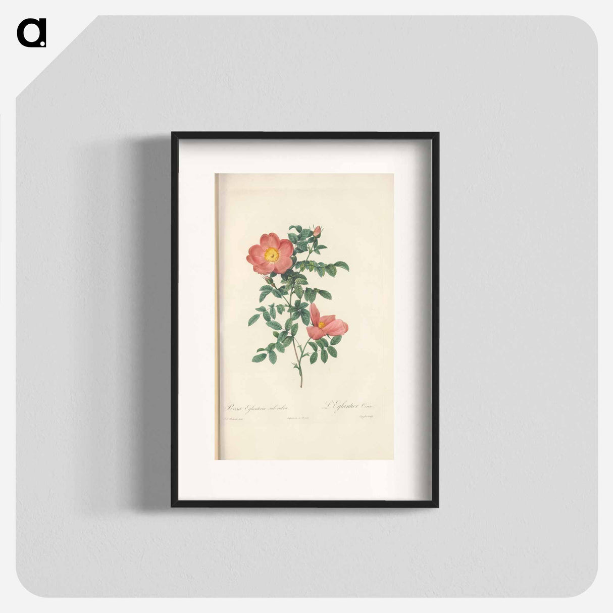 Rose illustration - Pierre Joseph Redouté Poster.