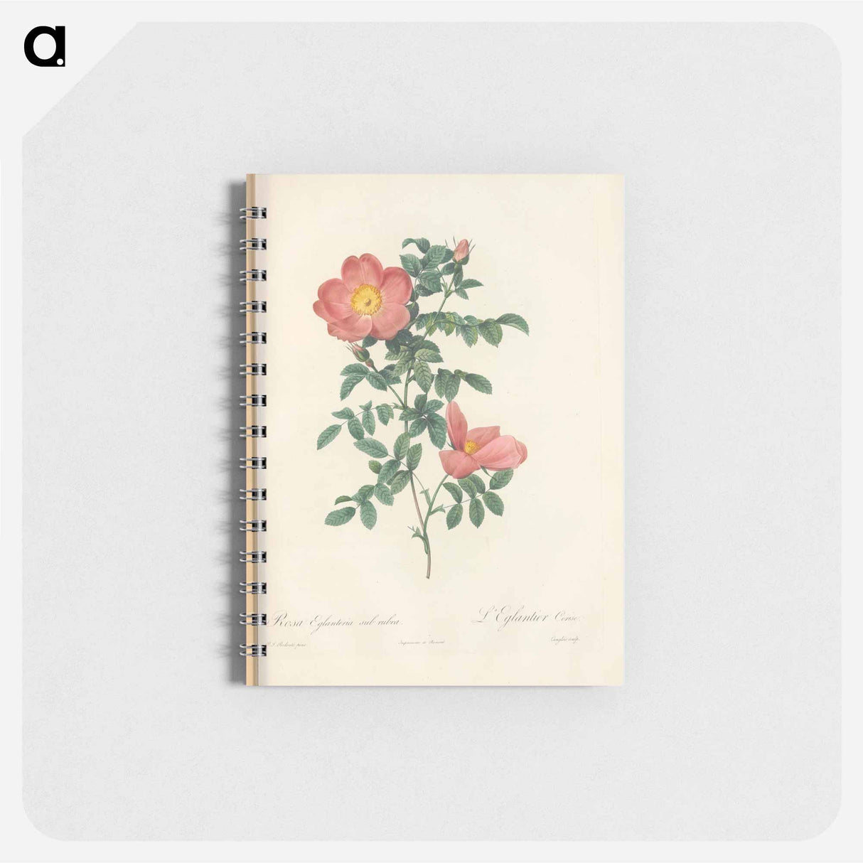 Rose illustration - ピエール ジョゼフ ルドゥーテ Memo.