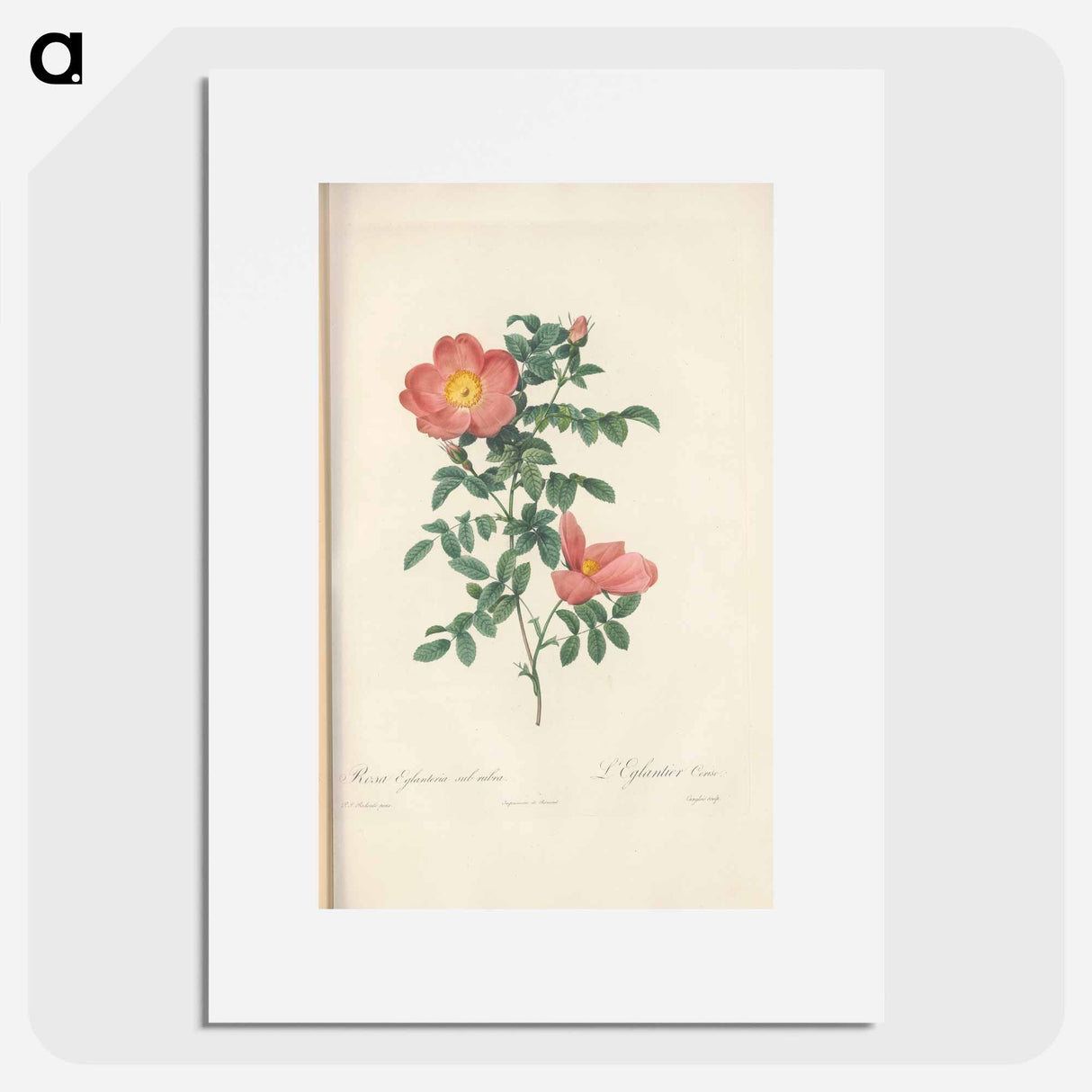 Rose illustration - Pierre Joseph Redouté Poster.