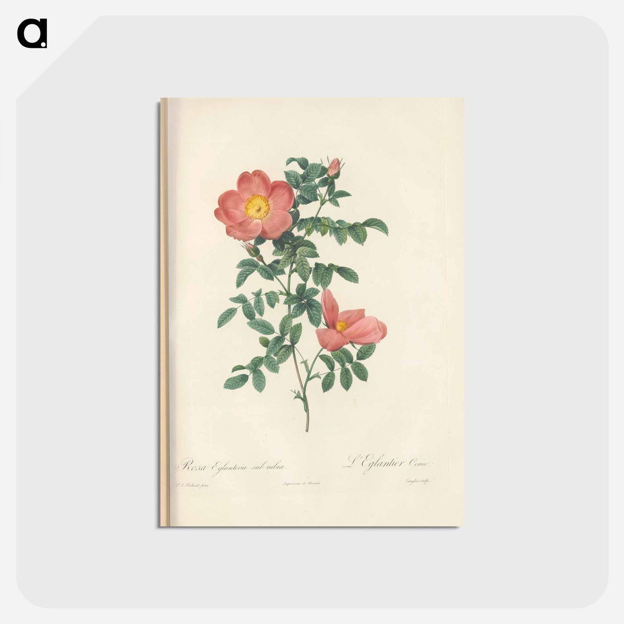 アートポストカード-Rose illustration - ピエール ジョゼフ ルドゥーテ Postcard.