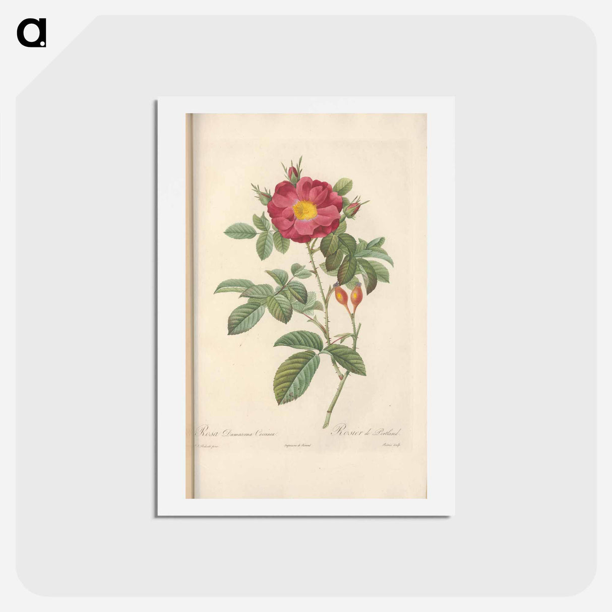 アートポストカード-Rose illustration - ピエール ジョゼフ ルドゥーテ Postcard.