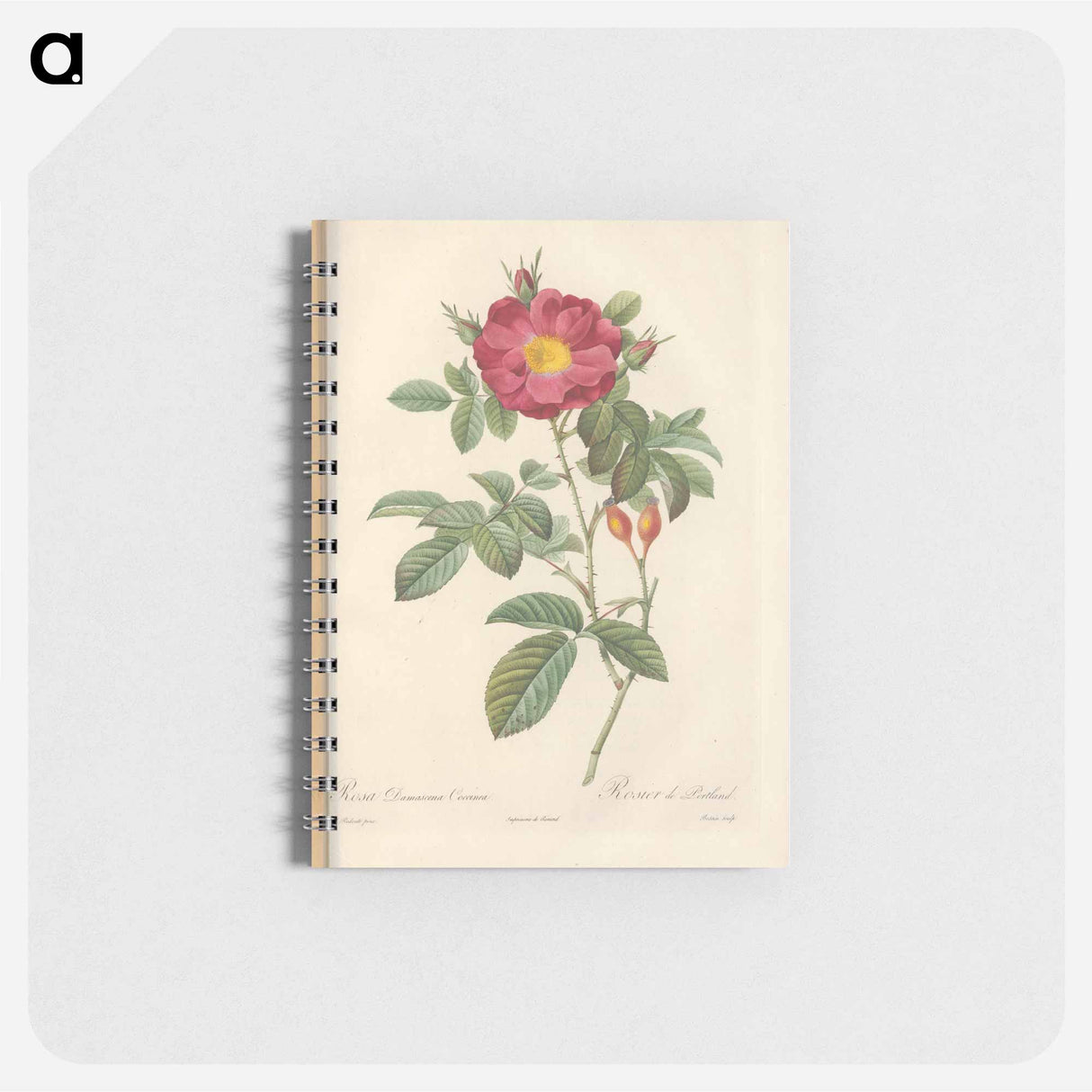 Rose illustration - ピエール ジョゼフ ルドゥーテ Memo.