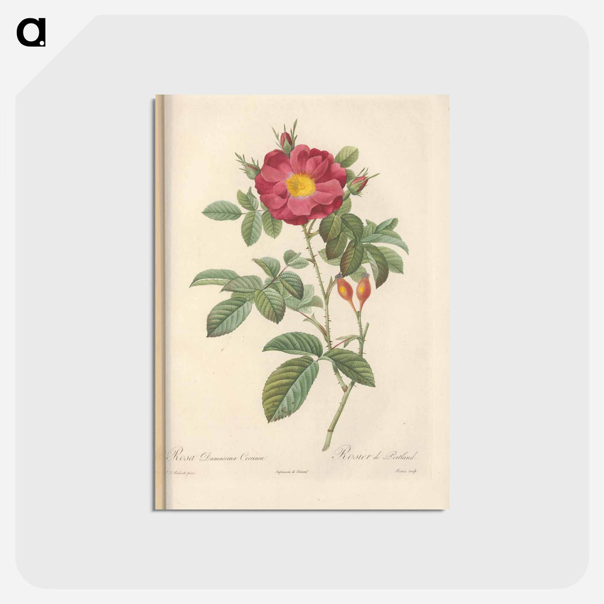 アートポストカード-Rose illustration - ピエール ジョゼフ ルドゥーテ Postcard.