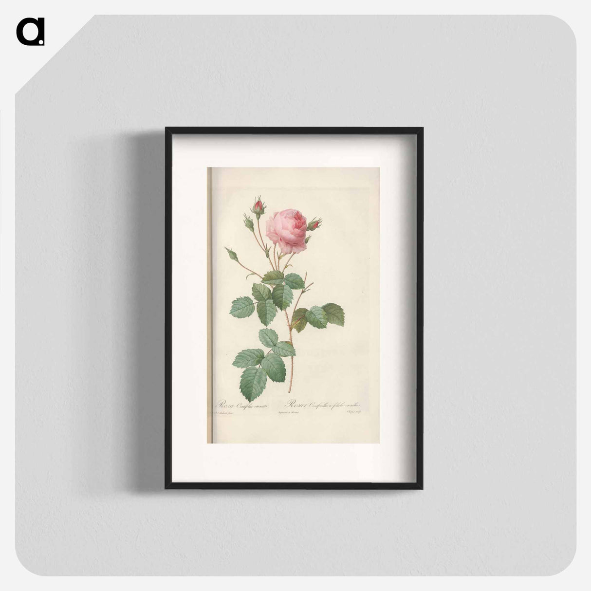 Rose illustration - Pierre Joseph Redouté Poster.