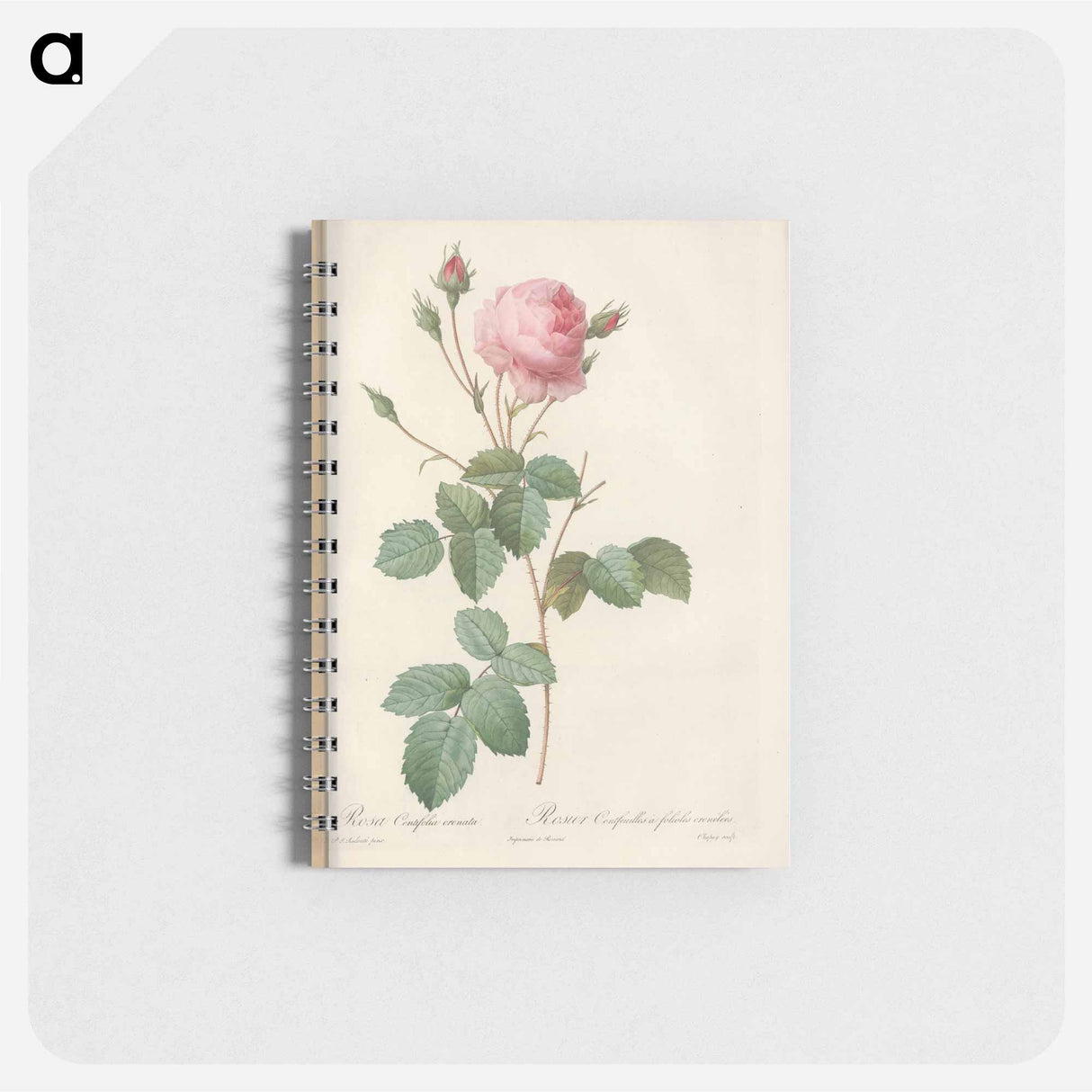 Rose illustration - ピエール ジョゼフ ルドゥーテ Memo.