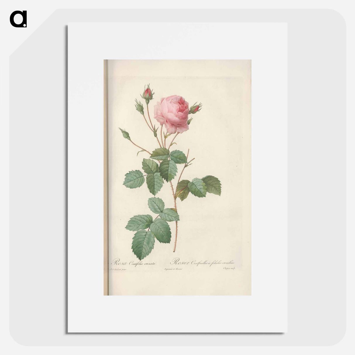 Rose illustration - Pierre Joseph Redouté Poster.