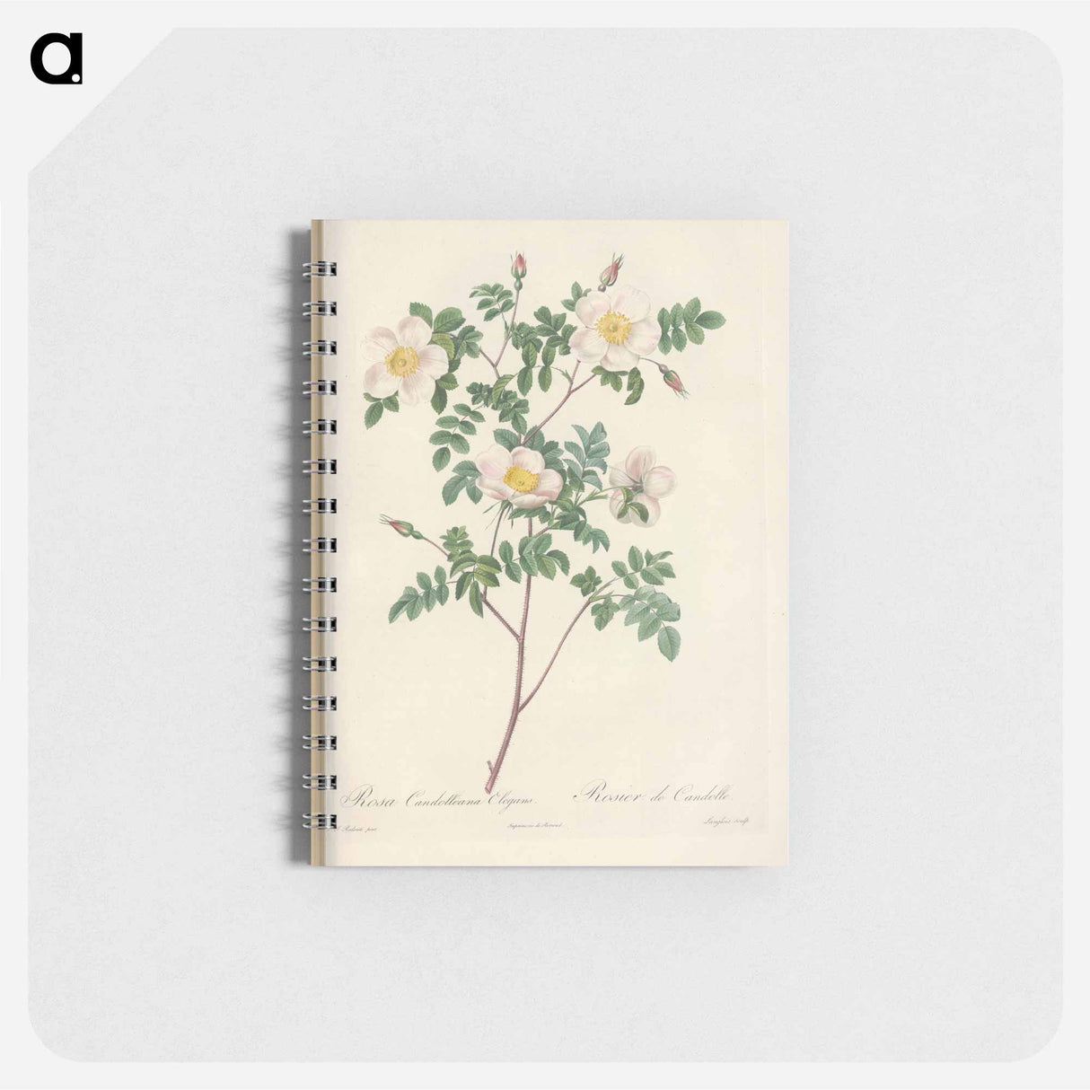 Rose illustration - ピエール ジョゼフ ルドゥーテ Memo.