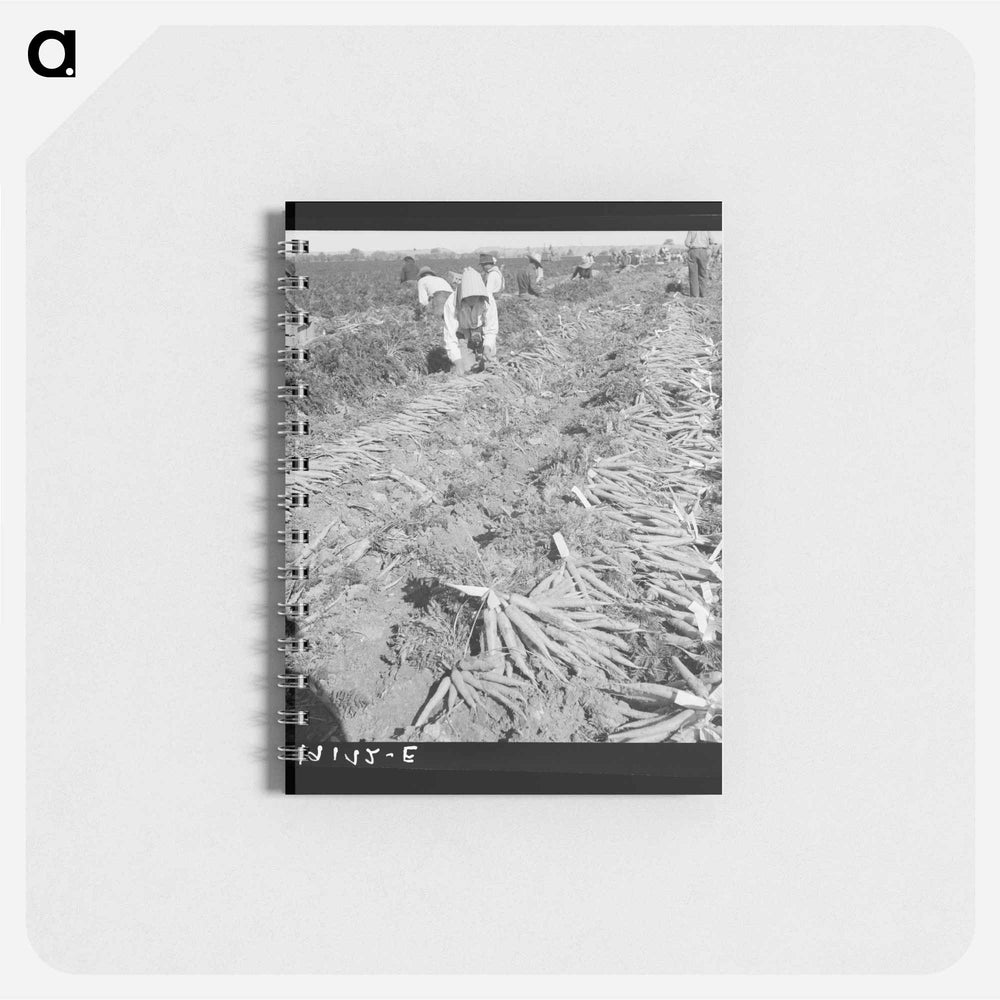 Near Meloland, Imperial Valley - ドロテア ラング Memo.