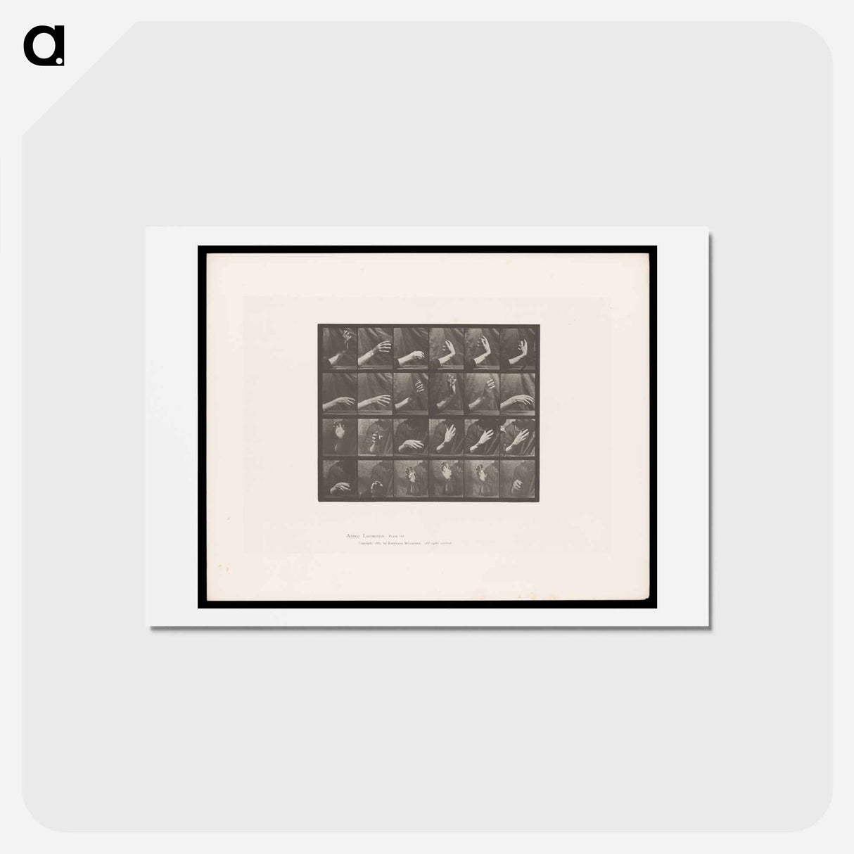 アートポストカード-Rising and Falling Hand
- エドワード マイブリッジ Postcard.
