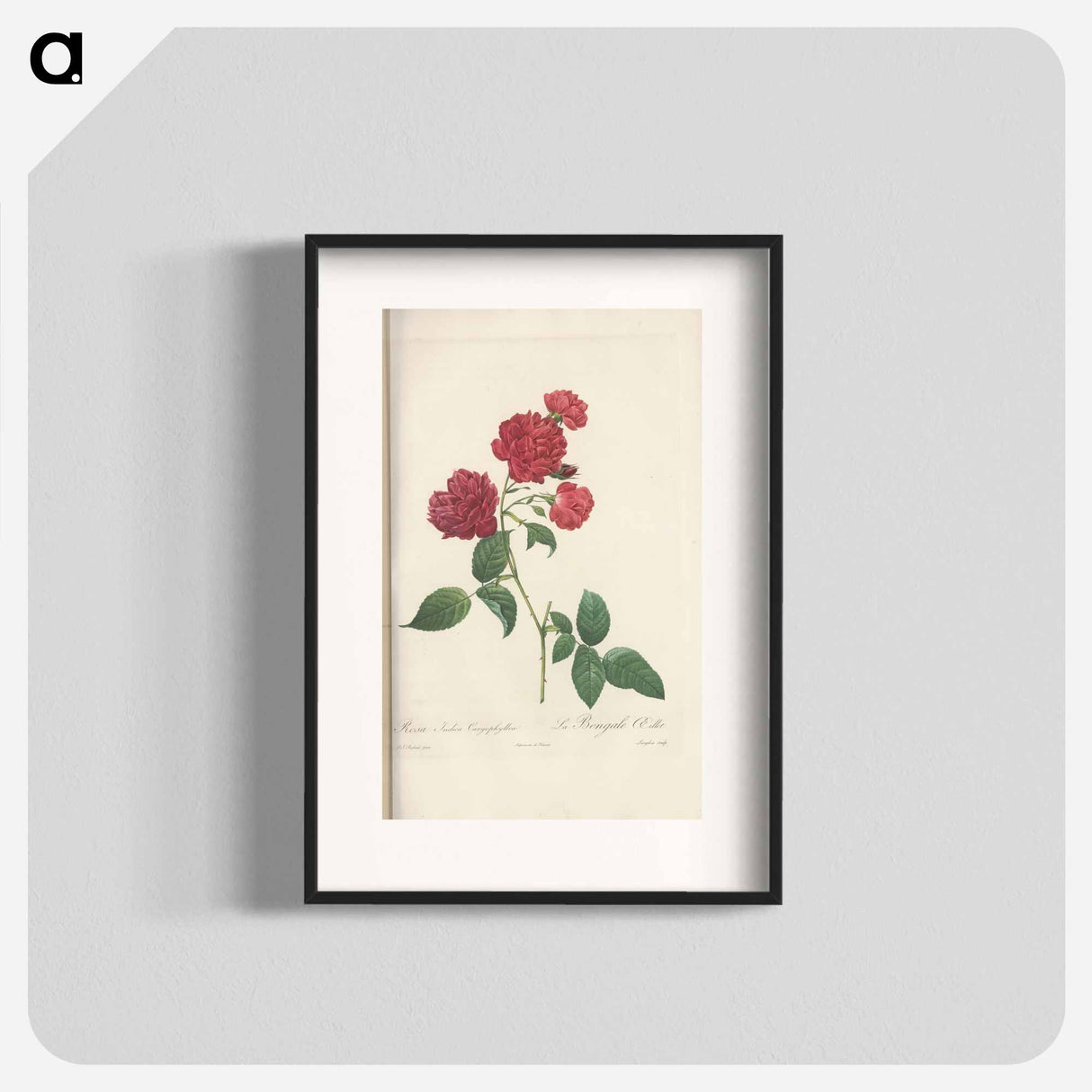 Rose illustration - Pierre Joseph Redouté Poster.