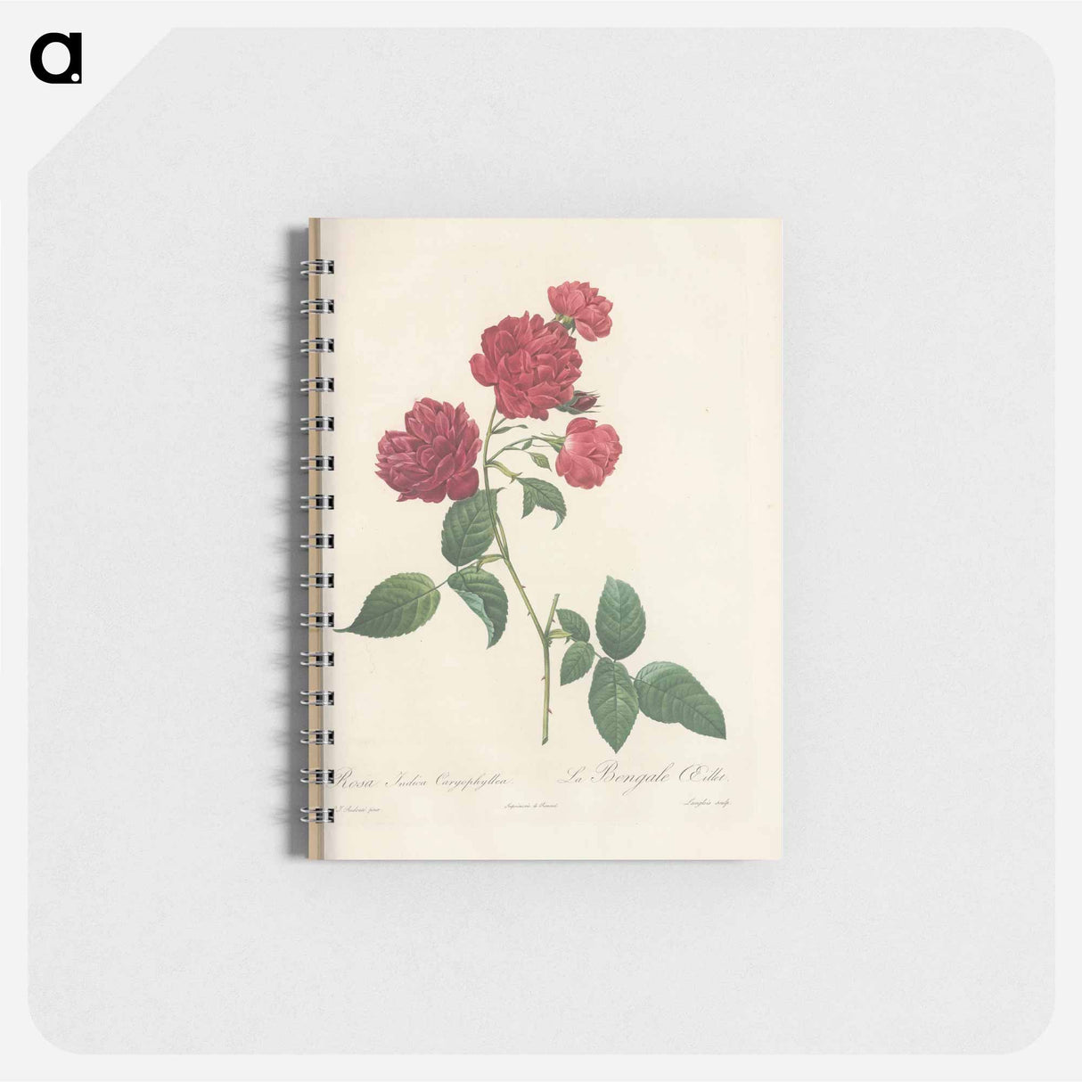 Rose illustration - ピエール ジョゼフ ルドゥーテ Memo.