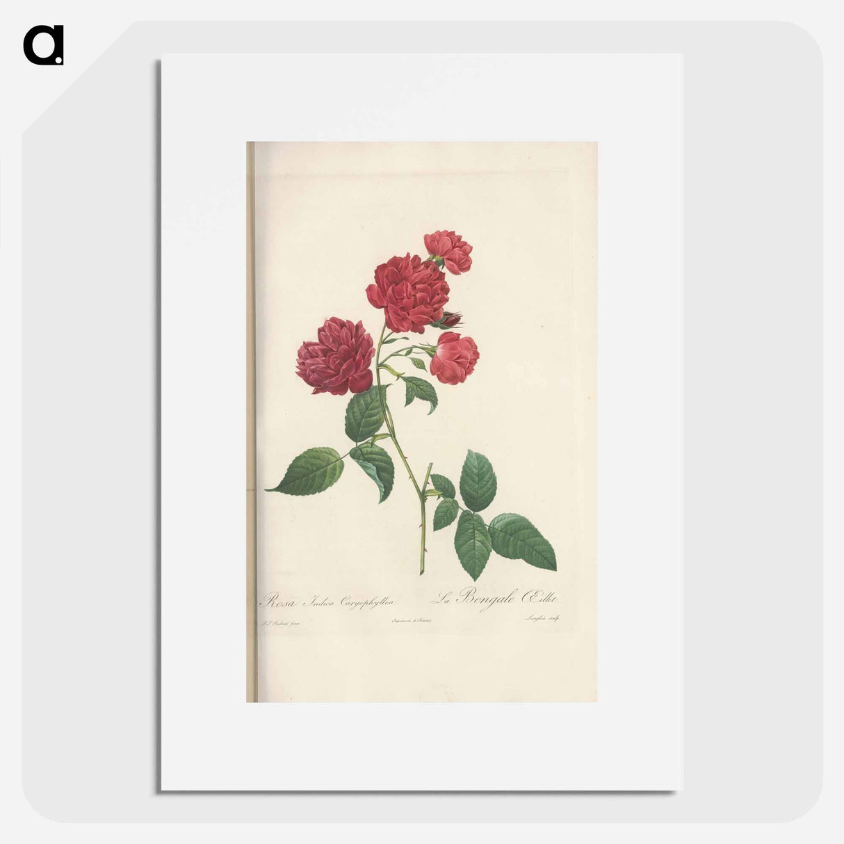 Rose illustration - Pierre Joseph Redouté Poster.