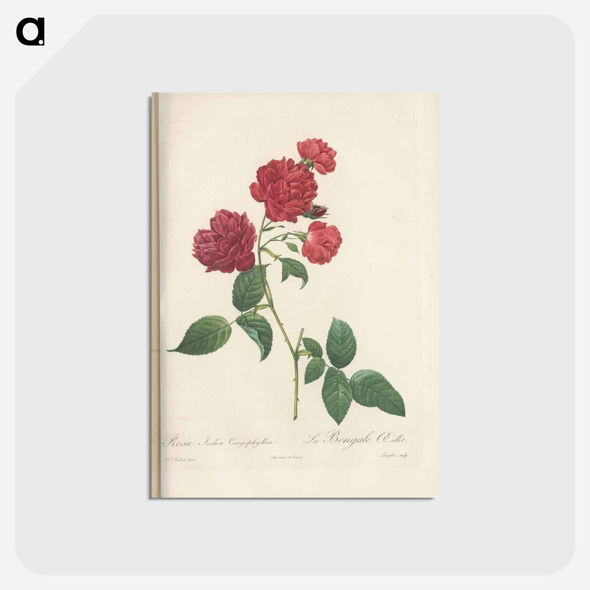 アートポストカード-Rose illustration - ピエール ジョゼフ ルドゥーテ Postcard.