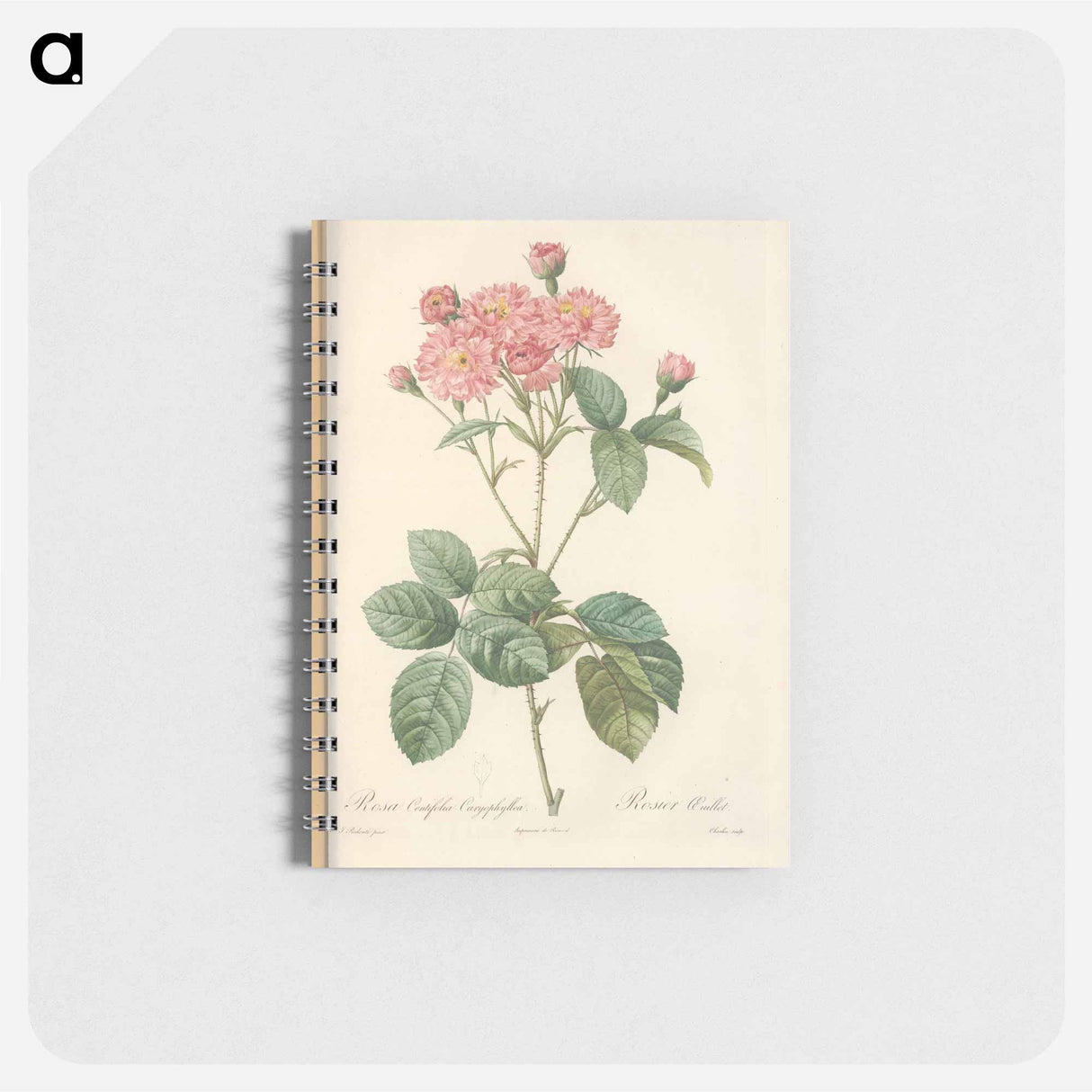 Rose illustration - ピエール ジョゼフ ルドゥーテ Memo.