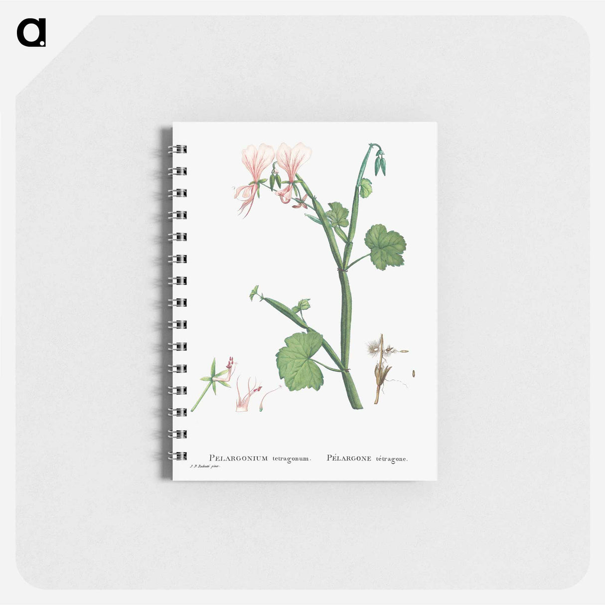 Pelargonium Tetragonum (Square–Stemmed Pelargonium) - ピエール ジョゼフ ルドゥーテ Memo.