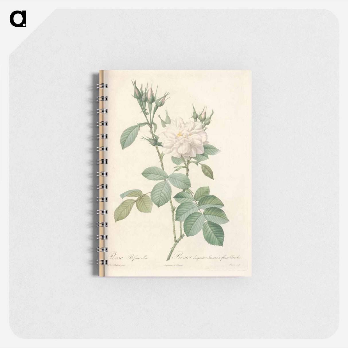 Rose illustration - ピエール ジョゼフ ルドゥーテ Memo.