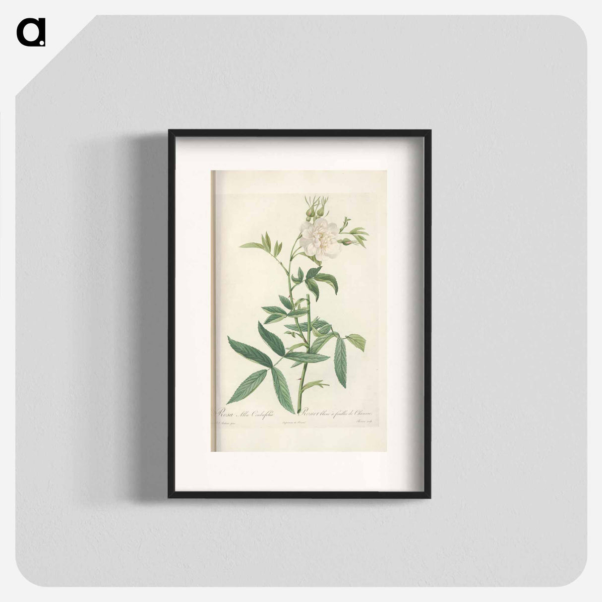 Rose illustration - Pierre Joseph Redouté Poster.