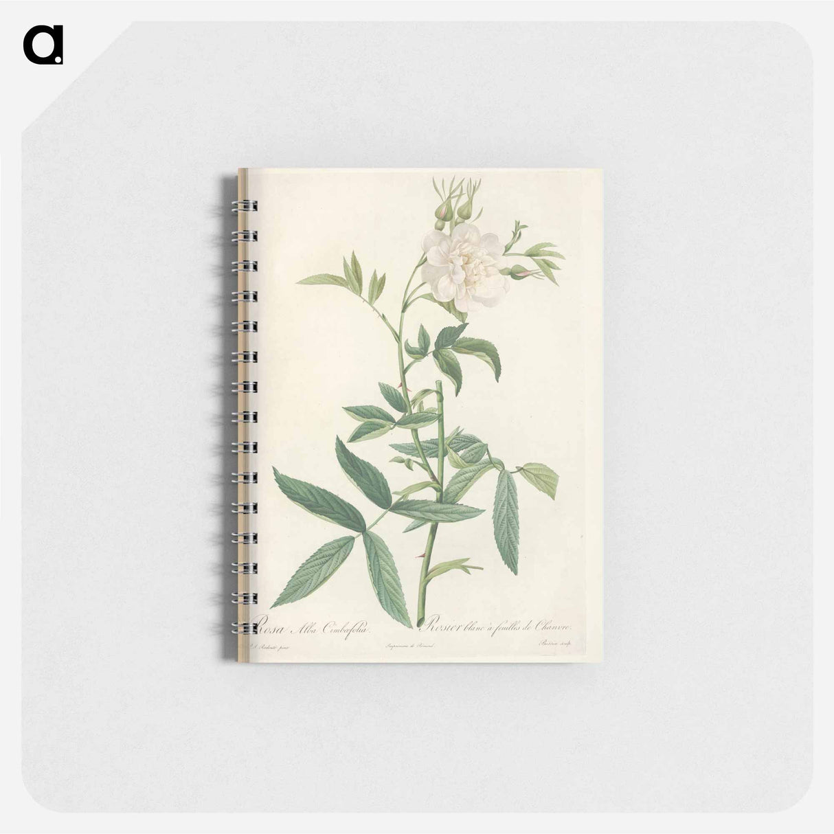 Rose illustration - ピエール ジョゼフ ルドゥーテ Memo.