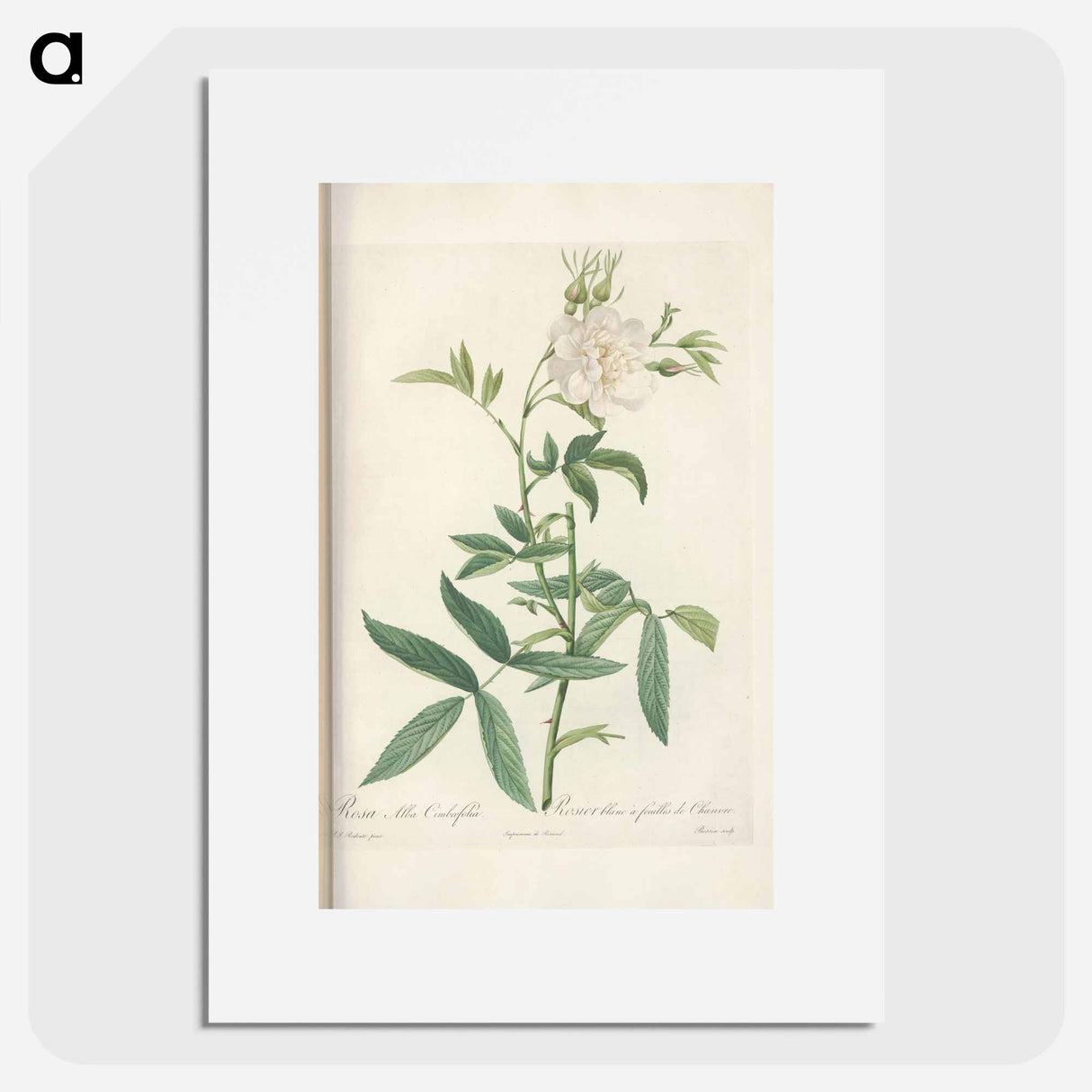 Rose illustration - Pierre Joseph Redouté Poster.