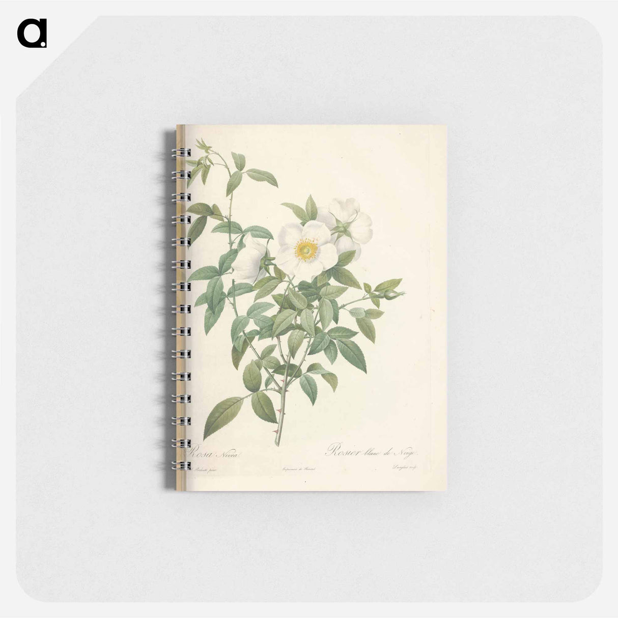 Rose illustration - ピエール ジョゼフ ルドゥーテ Memo.