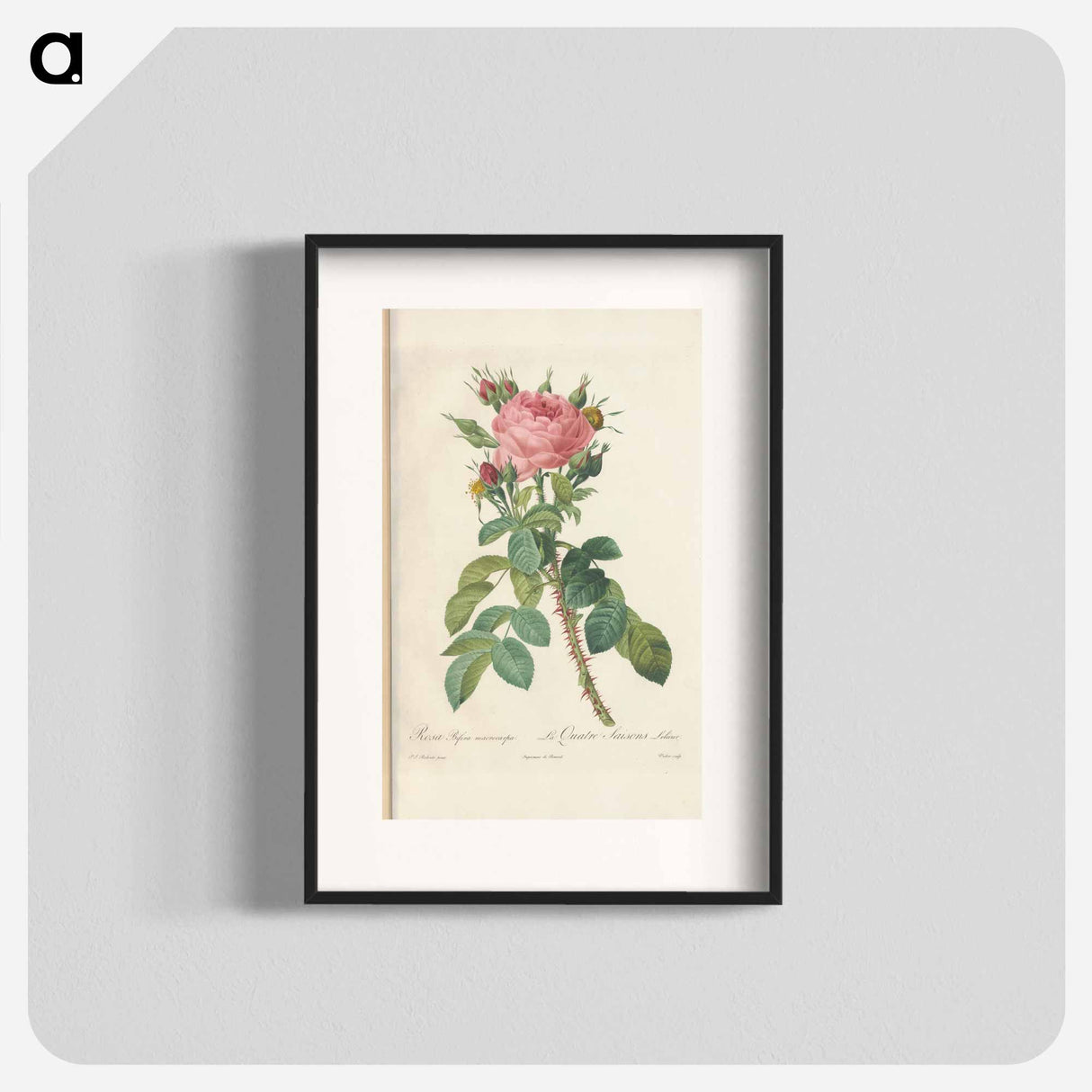 Rose illustration - Pierre Joseph Redouté Poster.