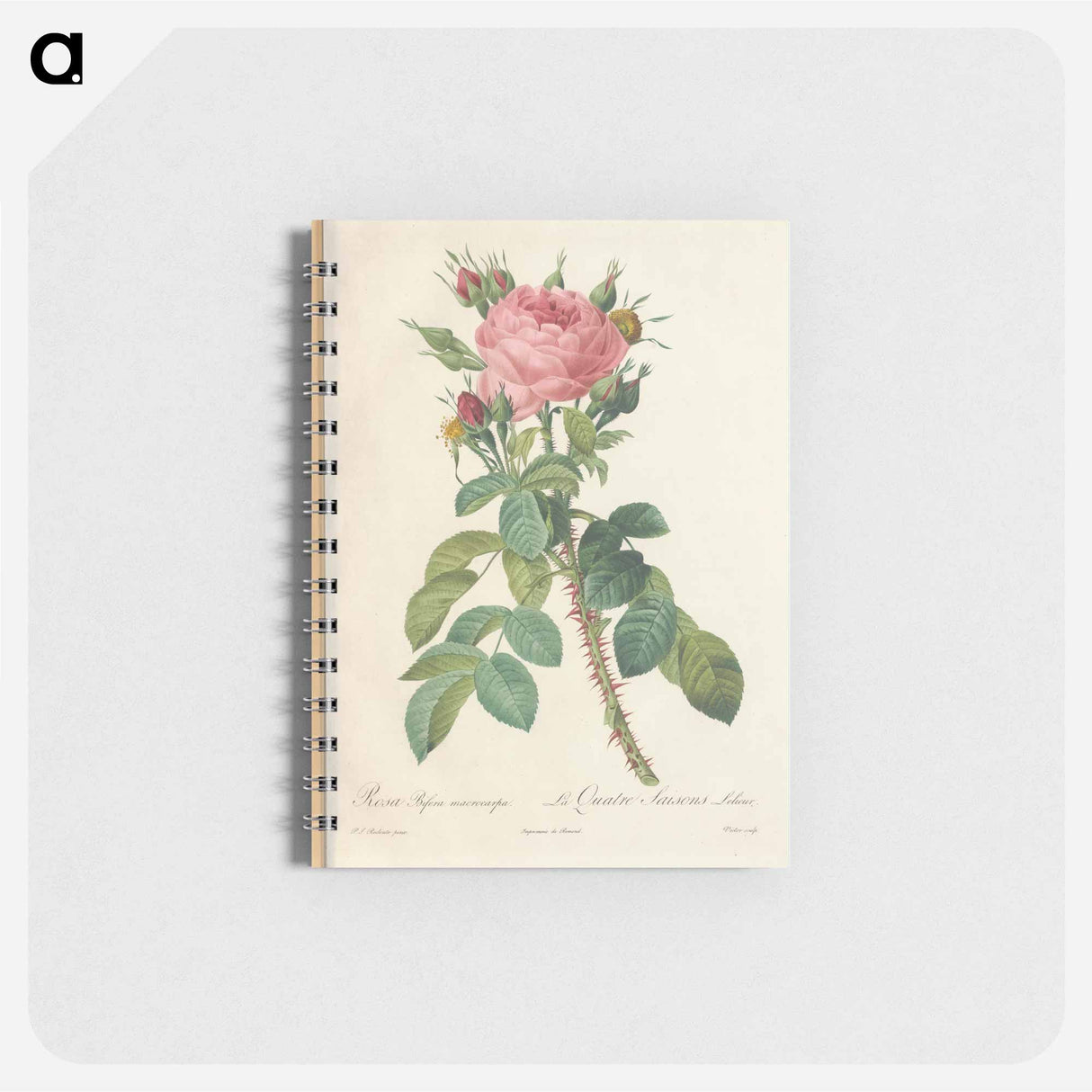 Rose illustration - ピエール ジョゼフ ルドゥーテ Memo.