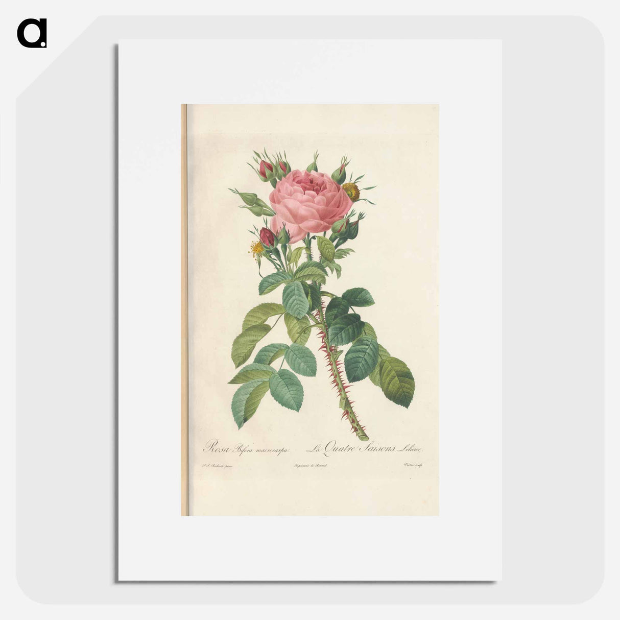 Rose illustration - Pierre Joseph Redouté Poster.