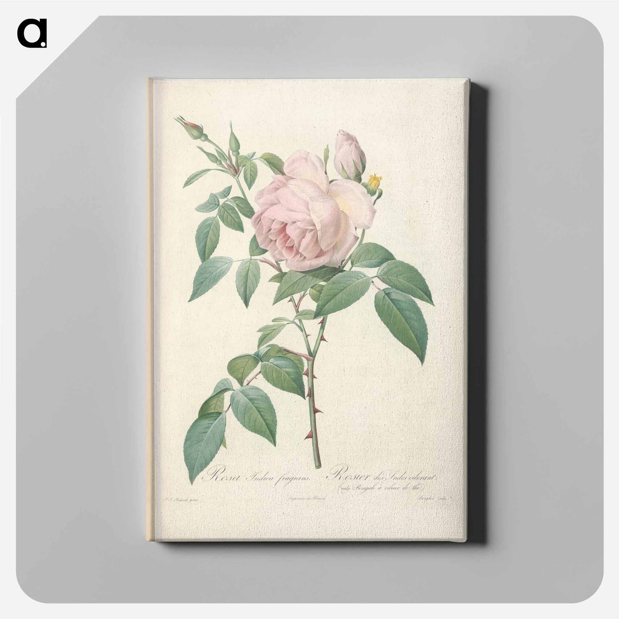 アートパネル-Rose illustration - ピエール ジョゼフ ルドゥーテ Canvas.