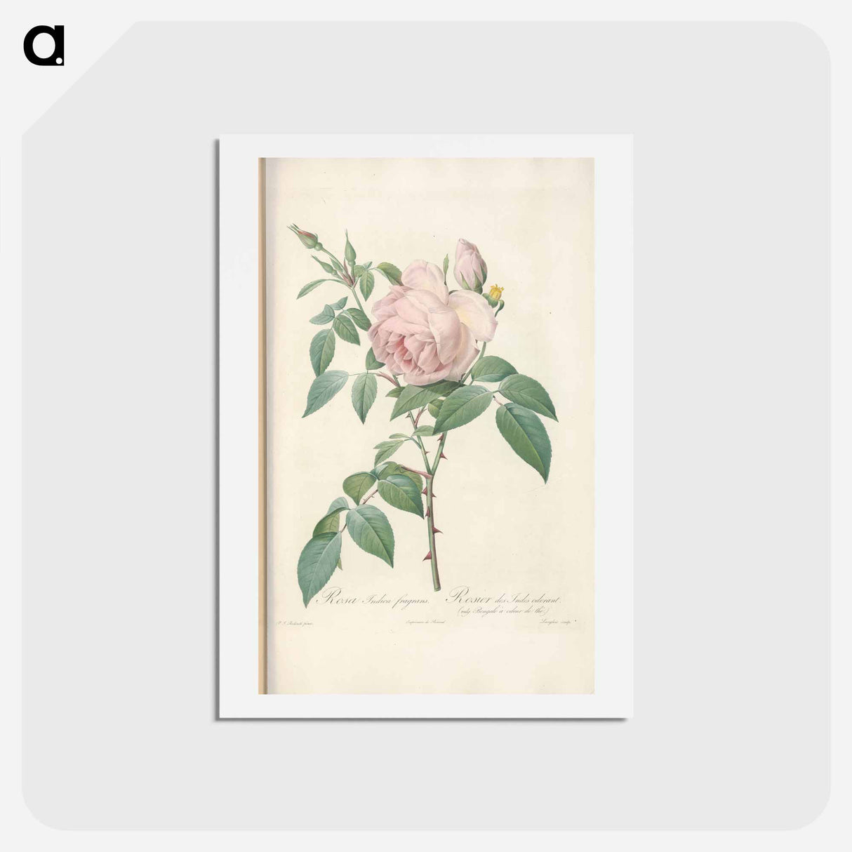 アートポストカード-Rose illustration - ピエール ジョゼフ ルドゥーテ Postcard.