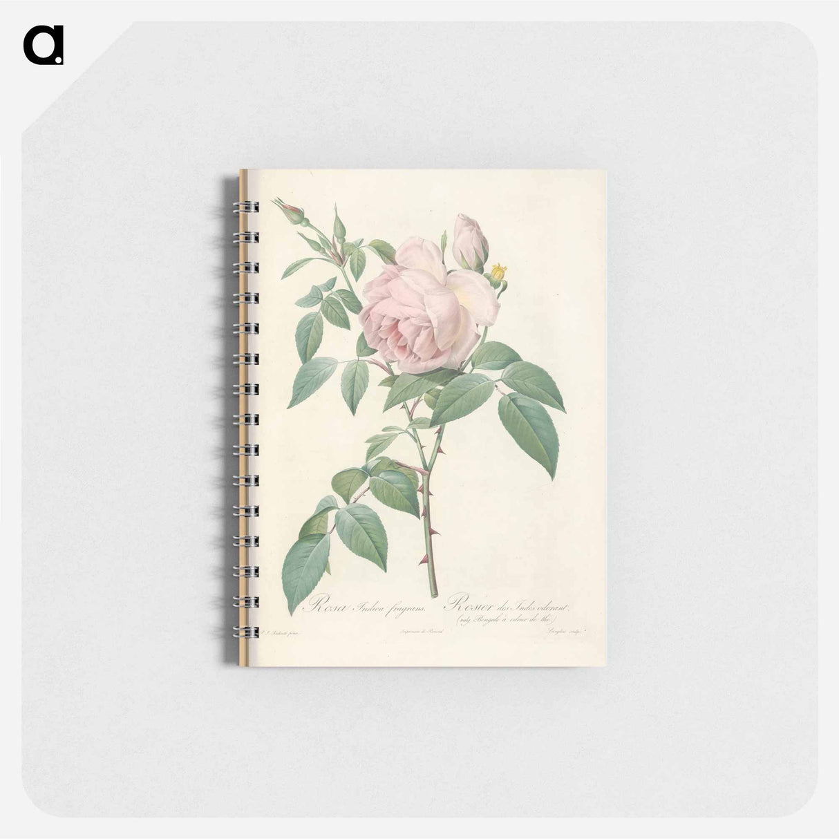 Rose illustration - ピエール ジョゼフ ルドゥーテ Memo.