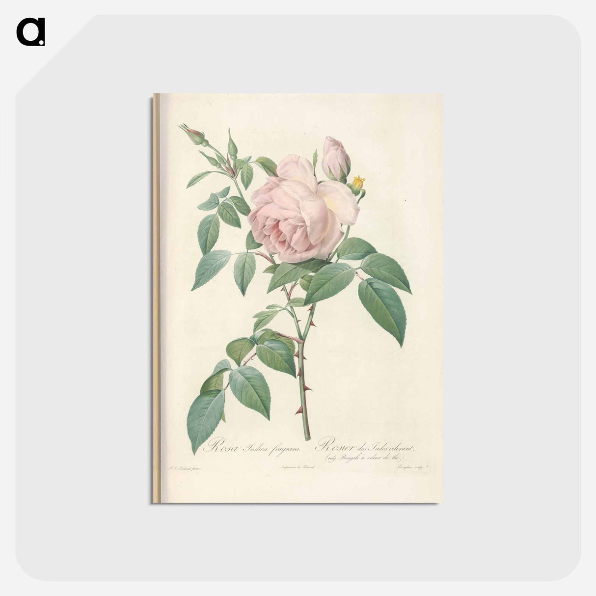 アートポストカード-Rose illustration - ピエール ジョゼフ ルドゥーテ Postcard.
