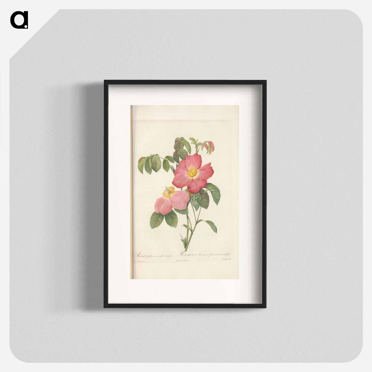 Rose illustration - Pierre Joseph Redouté Poster.