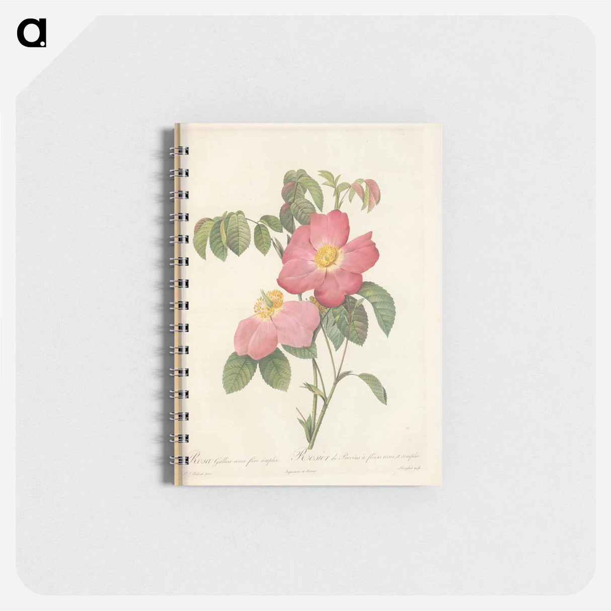 Rose illustration - ピエール ジョゼフ ルドゥーテ Memo.