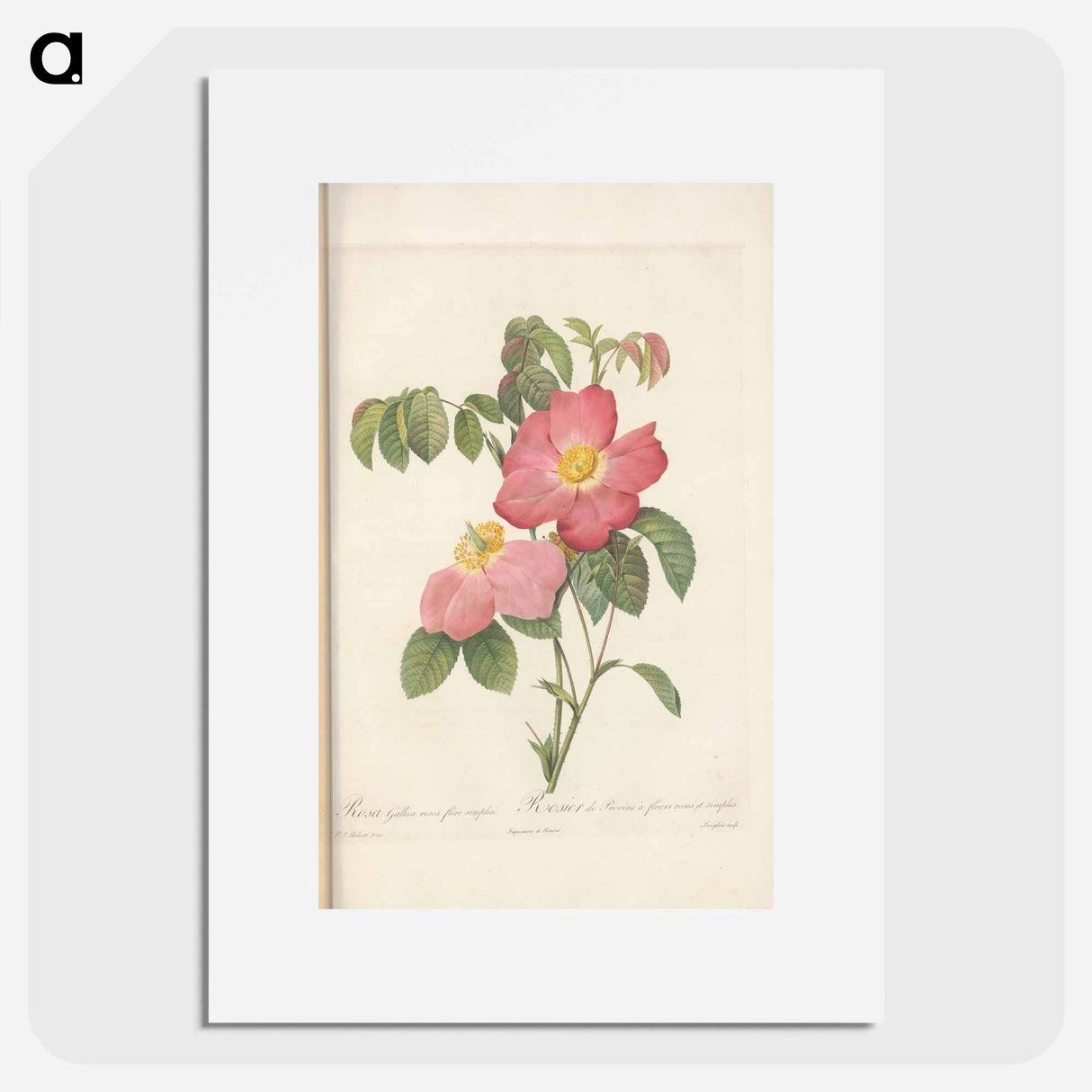 Rose illustration - Pierre Joseph Redouté Poster.