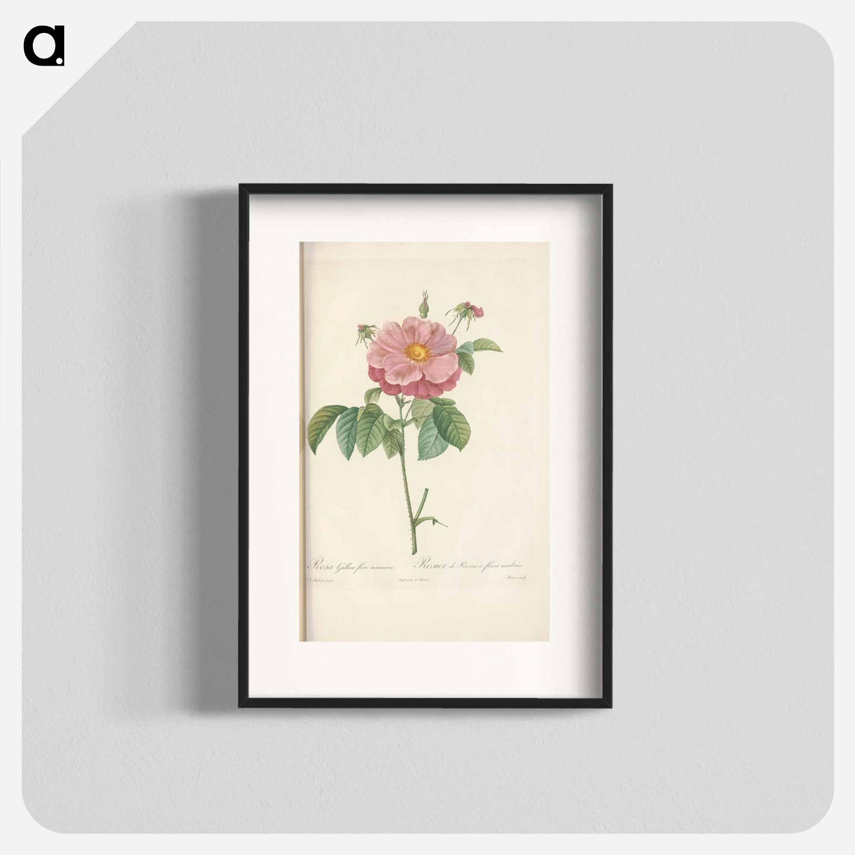 Rose illustration - Pierre Joseph Redouté Poster.